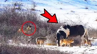 A domestic horse was spotted in a pack of wolves. What the hunter discovered amazed all the resident