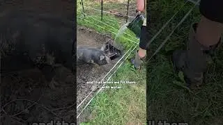 Pig Water Solution You Need!