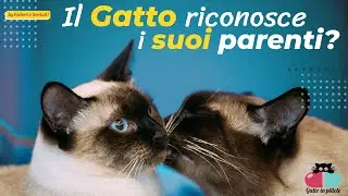 🐱Il Gatto RICONOSCE i suoi Parenti?