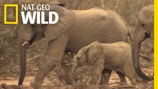 Amazing Animal Migrations by Land, Air, and Sea | Nat Geo Wild