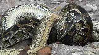 Python vs Python 05 - Python killing Python