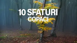 10 Sfaturi Despre Cum sa Fotografiezi Copaci