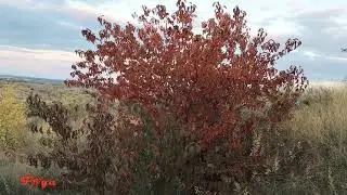 У природы нет плохой погоды. Песни из кинофильма 