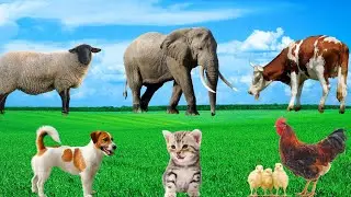 Interesting Animal Facts - Elephant, Sheep, Cat, Chicken, Cow - Animal Sounds