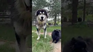 #бмв #хотошо #собака #животные #puppy #love #буряты