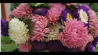 Накупила семян! И это только начало!