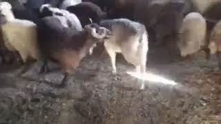 KOYUN KEÇİ ÇİFTLEŞMESİ