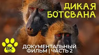 Дикая Ботсвана в 8K HDR - Удивительный мир животных Южной Африки - Эпизод 2