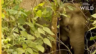 How Asian Elephants Communicate | Nat Geo WILD