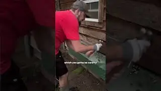 WE FOUND A WASP NEST IN THE CHICKEN COOP!