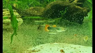 Гуппи! Ловушка для мальков гуппи! Guppy! Perangkap untuk guppy fry!