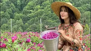 Cooking Fried Chicken With Flavored Mushrooms in The Spring Nature of the Village