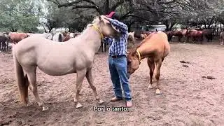 RANCHOLAROSA. Cuál es la mejor edad para preñar una yegua Cuerto de Milla.