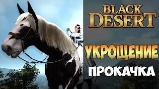 Black Desert - как словить коня или полный гайд по укрощению