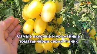 Самые вкусные и урожайные томаты-черри, серии Финики. Томаты Финик белый и финик оранжевый.