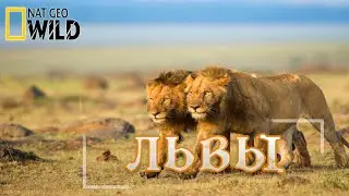 Львы - как братья стали королями. 