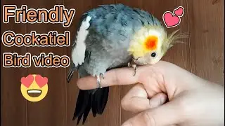 How To Make Your Cockatiel Happy | Cockatiel Bird Wants Attention From Owner | 