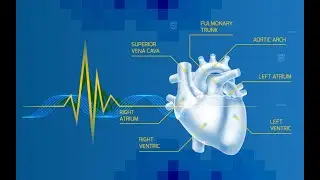 Healthy Heart - Strengthen, Heal & Protect Your Heart | Guardian Academy