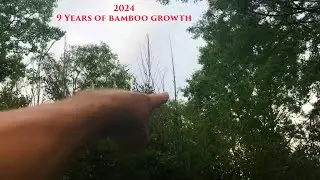 My Bamboo Grove After 9 Years | 2024 Annual Update