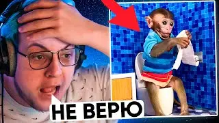 ПЯТЁРКА СМОТРИТ ТУПОЕ ВИДЕО про УМНУЮ ОБЕЗЬЯНУ