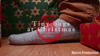 Tiny bugs at Christmas  FULL VIDEO (link in description)