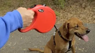 Flexi Dog Leashes | Chewy