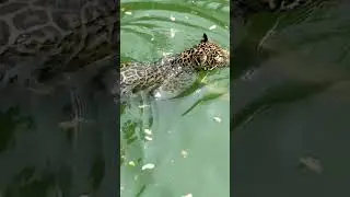 leopard swimming in cold water. it's too cold.....