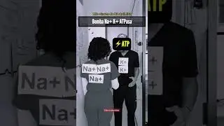 Bomba de Na+K+ ATPAsa 🔥
