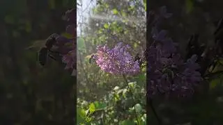 ТАКОГО НЕ БЫВАЕТ. Пчела на сирени в сентябре! 