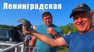 Птичий рынок. Ленинградская. [09.06.2024]