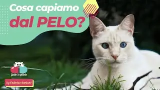 Cosa possiamo capire guardando il Pelo del Gatto? 🐱