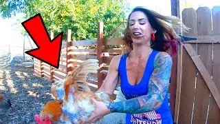 Zombie Chickens???  What Is Wrong With These Birds?