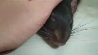 Как приучить крысу к туалету. Возможно ли это.