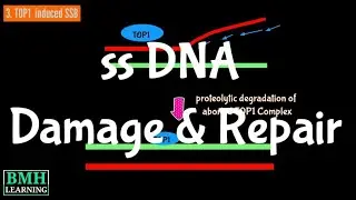 Single Stranded DNA Damage & Repair | Single Stranded Break Repair | Single Strand Annealing |