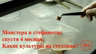 [102] Стефанотис и монстера спустя 4 месяца. Фуксия и лимон растут. Высадка семян на агар
