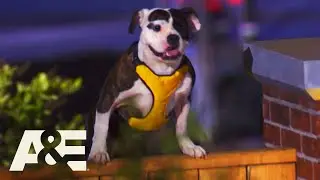 Bulldogs & Pit Bulls Run K9 Obstacle Course,Top 5 Underdog Runs | Americas Top Dog (Season 1) | A&E