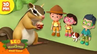 The Chipmunk takes the Bait!! 🐿️ | Forest Animals! 🌲🌳 | Leo the Wildlife Ranger | Kids Cartoons