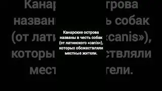 Факт про собак №104