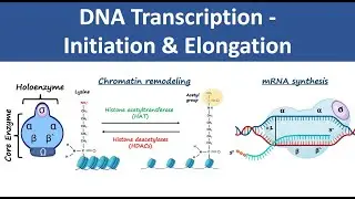 DNA Transcription Initiation & Elongation | In Prokaryotes & Eukaryotes | Biochemistry