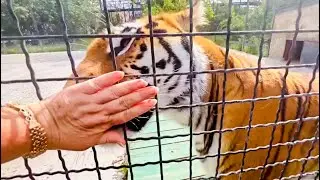 Тигрица ПЕРВЫЙ РАЗ вывела на прогулку малышей, а. львы на закате устроили ХОРОВОЕ ПЕНИЕ!