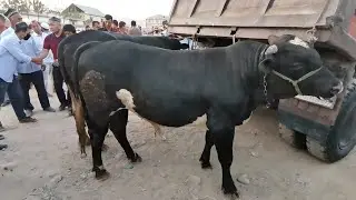 молбозори фрунза турсунзода нархи бука гусфанд гначин оча бача гови ширте букаи зур дехкон бозор 25