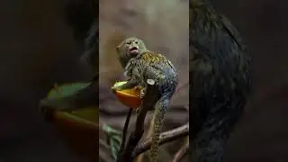 Marmosets: Caring Fathers 😍 