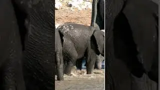 Two Elephant calves bathing in water hole