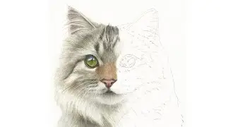 Half and Half Challenge: How to Paint a Realistic Cat in Watercolor