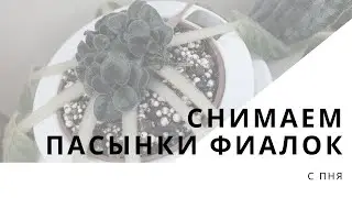 Снимаем пасынки фиалки с пня. Снятие всех пасынков и выборочно.