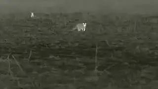 ZEISS DTI 3/25 ~ Raccoons In The Field