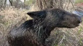 Буржуй дружбан. Медведь.
