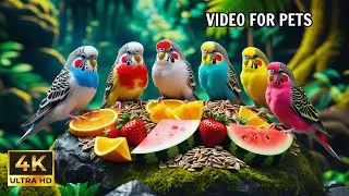 Cat TV for Cats : Birds & Squirrels Featuring Real Nature Sounds 🕊️🐿️ 4K HDR