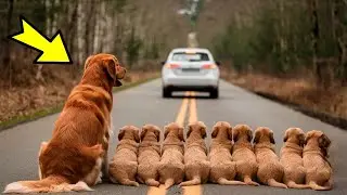 A dog and nine puppies were thrown out of a car, and then something shocking happened!