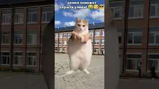😎😎😎 #рекомендации #глобальныерекомендации #мемныекоты #смешно #мем #cat #смешарики #мемы #youtube